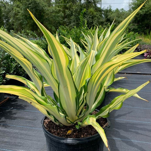 False Agave (Furcraea gigantea, Mauritius hemp Furcraea Foetida) - Bird of ParadiseUSA - 7 Gallon
