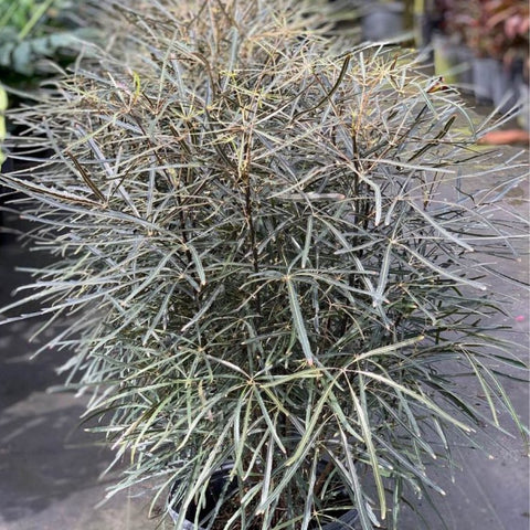 False Aralia (Schefflera Elegantissima) - Bird of ParadiseUSA - 5 Gallon