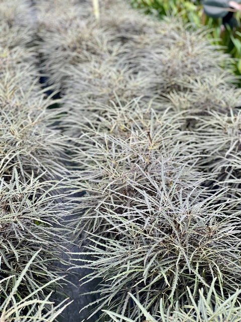 False Aralia (Schefflera Elegantissima) - Bird of ParadiseUSA - Medium 1-2 Feet