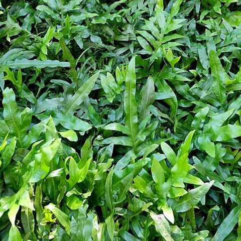 Fern Kangaroo (Microsorum Diversifolium) - Bird of ParadiseUSA - 3 Gallon