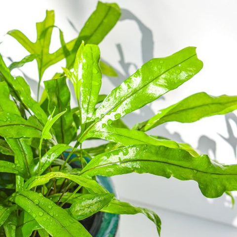 Fern Kangaroo (Microsorum Diversifolium) - Bird of ParadiseUSA - 3 Gallon