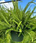 Fern Kimberly (Nephrolepis Obliterata 'Kimberly Queen) - Bird of ParadiseUSA - 3 Gallon