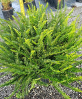 Fern Kimberly (Nephrolepis Obliterata 'Kimberly Queen) - Bird of ParadiseUSA - 3 Gallon
