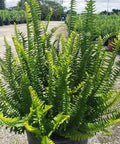 Fern Kimberly (Nephrolepis Obliterata 'Kimberly Queen) - Bird of ParadiseUSA - 7 Gallon