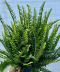 Fern Kimberly (Nephrolepis Obliterata 'Kimberly Queen) - Bird of ParadiseUSA - 7 Gallon