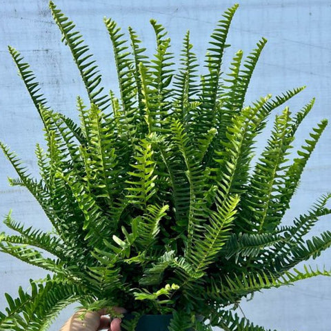 Fern Kimberly (Nephrolepis Obliterata 'Kimberly Queen) - Bird of ParadiseUSA - 7 Gallon