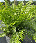 Fern Macho (Nephrolepis biserrata 'Macho') - Bird of ParadiseUSA - 3 Gallon