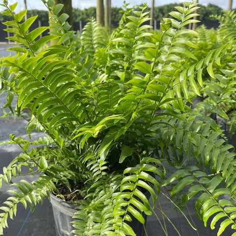 Fern Macho (Nephrolepis biserrata 'Macho') - Bird of ParadiseUSA - 3 Gallon