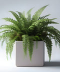 Fern Macho (Nephrolepis biserrata 'Macho') - Bird of ParadiseUSA - 3 Gallon