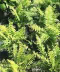 Fern Macho (Nephrolepis biserrata 'Macho') - Bird of ParadiseUSA - 3 Gallon