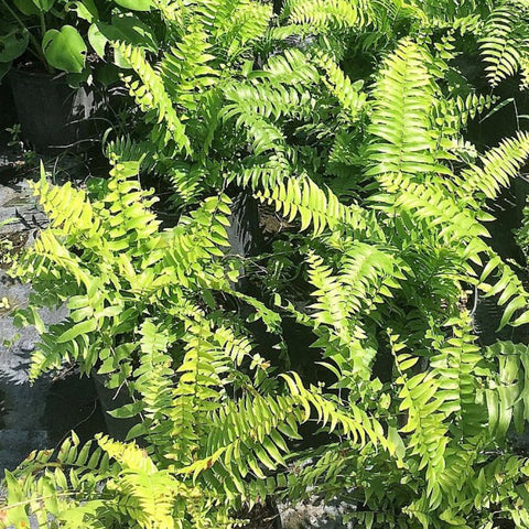 Fern Macho (Nephrolepis biserrata 'Macho') - Bird of ParadiseUSA - 3 Gallon