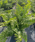 Fern Macho (Nephrolepis biserrata 'Macho') - Bird of ParadiseUSA - 3 Gallon
