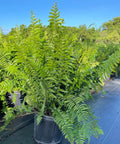 Fern Macho (Nephrolepis biserrata 'Macho') - Bird of ParadiseUSA - 3 Gallon