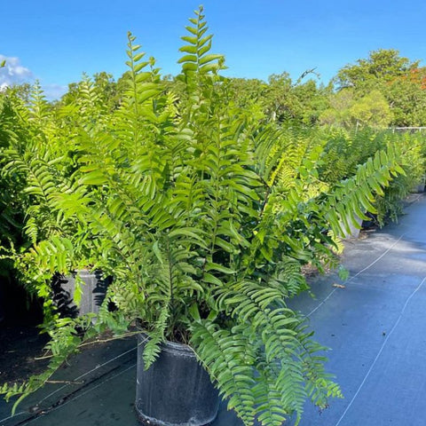 Fern Macho (Nephrolepis biserrata 'Macho') - Bird of ParadiseUSA - 3 Gallon