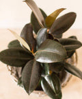 Ficus Burgundy Bush (Ficus Elastica 'Burgundy') - Bird of ParadiseUSA - 5 Gallon