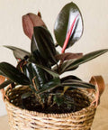 Ficus Burgundy Bush (Ficus Elastica 'Burgundy') - Bird of ParadiseUSA - 5 Gallon