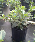 Ficus Green Island (Ficus microcarpa 'Green Island') - Bird of ParadiseUSA - Medium 12-13"