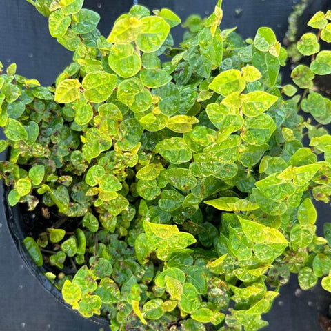 Ficus Repens (Ficus pumila) - Bird of ParadiseUSA - 1-2 feet