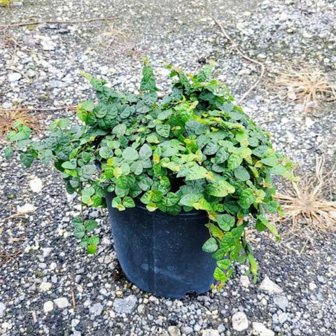 Ficus Repens (Ficus pumila) - Bird of ParadiseUSA - 3 gallon