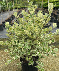 Ficus Triangularis (Triangle Fig) - Bird of ParadiseUSA - 3 Gallon