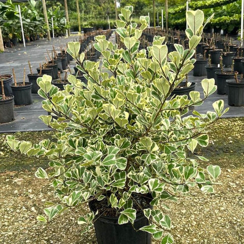 Ficus Triangularis (Triangle Fig) - Bird of ParadiseUSA - 3 Gallon