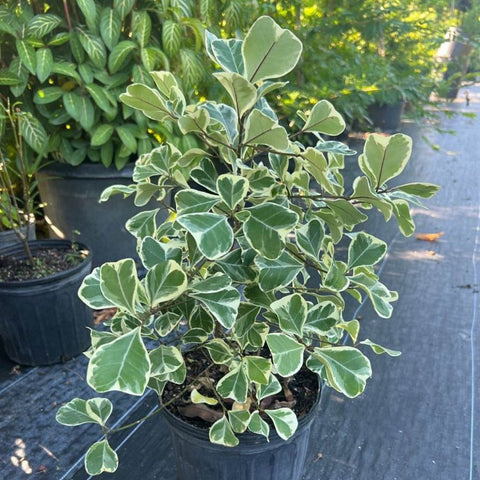 Ficus Triangularis (Triangle Fig) - Bird of ParadiseUSA - 3 Gallon