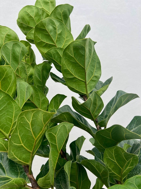 Fiddle Leaf Fig Bush (Bambino) - Bird of Paradise USA - Small 2 - 3 Feet