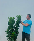 Fiddle Leaf Fig Bush (Bambino) - Bird of Paradise USA - Small 2 - 3 Feet