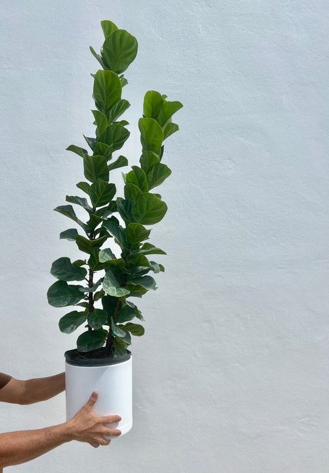 Fiddle Leaf Fig Bush (Bambino) - Bird of Paradise USA - Small 2 - 3 Feet