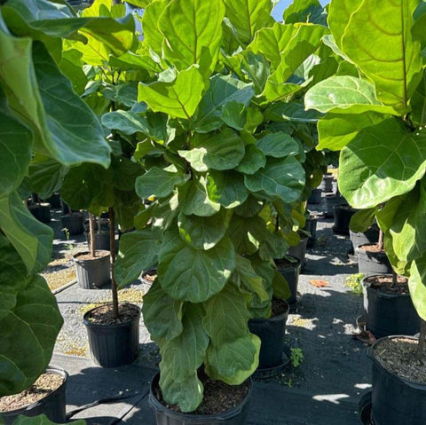 bird of paradise vs fiddle leaf fig Fiddle Leaf Fig for Sale