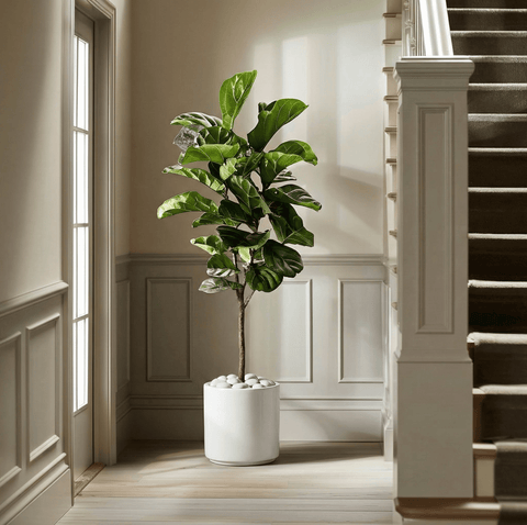 fiddle leaf fig mid century Fiddle Leaf Fig for Sale