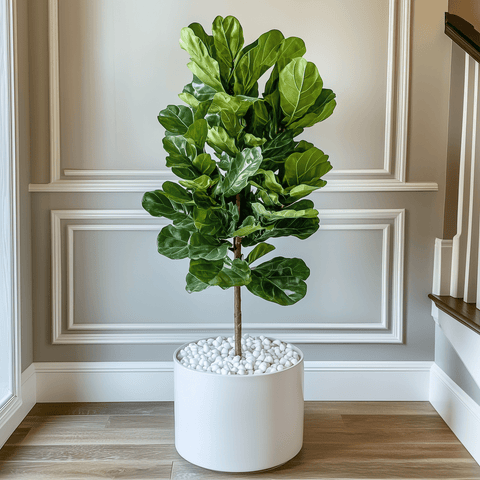 fiddle leaf fig vs bird of paradise Fiddle Leaf Fig for Sale