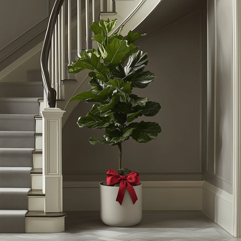 standard fiddle leaf fig Fiddle Leaf Fig for Sale