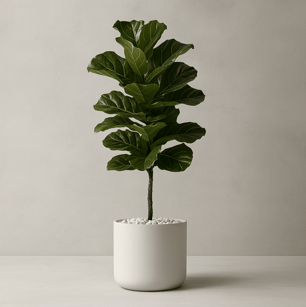 Fiddle Leaf Fig (Ficus Lyrata)