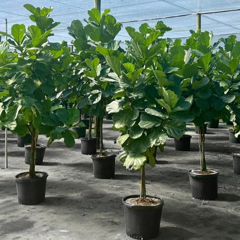 9 foot fiddle leaf fig Fiddle Leaf Fig for Sale