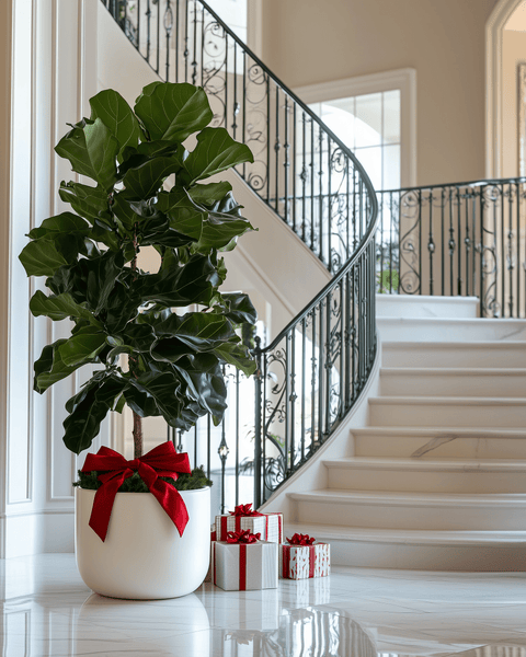 hearth and hand fiddle leaf fig Fiddle Leaf Fig + Pot (Gift Bundle)