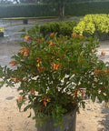 Firebush Dwarf (Hamelia patens 'Compacta') - Bird of ParadiseUSA - Large 20-24"