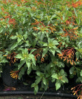 Firebush Dwarf (Hamelia patens 'Compacta') - Bird of ParadiseUSA - Large 20-24"