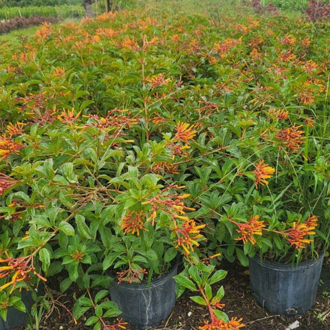 Firebush Dwarf (Hamelia patens 'Compacta') - Bird of ParadiseUSA - Large 20-24"