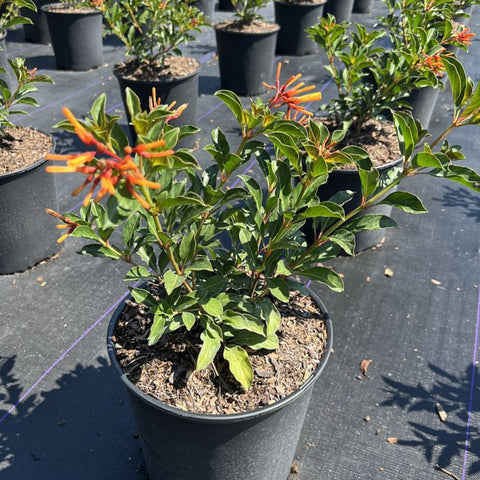 Firebush Dwarf (Hamelia patens 'Compacta') - Bird of ParadiseUSA - Medium 10-12"