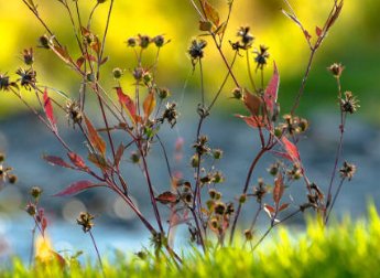 Firebush Regular (Hamelia patens) - Bird of ParadiseUSA - Medium 16-20"