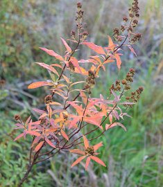 Firebush Regular (Hamelia patens) - Bird of ParadiseUSA - Medium 16-20"