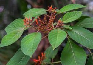 Firebush Regular (Hamelia patens) - Bird of ParadiseUSA - Medium 16-20"