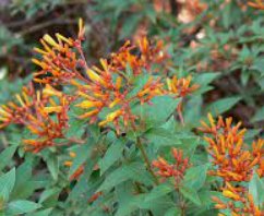Firebush Regular (Hamelia patens) - Bird of ParadiseUSA - Medium 16-20"