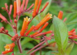 Firebush Regular (Hamelia patens) - Bird of ParadiseUSA - Medium 16-20"