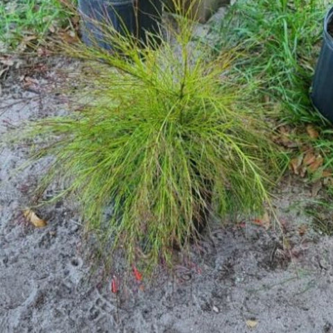 Firecracker Red (Russelia Equisetiformis) - Bird of ParadiseUSA - 3 Gallon