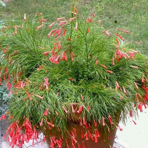 Firecracker Red (Russelia Equisetiformis) - Bird of ParadiseUSA - 3 Gallon