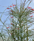 Firecracker Red (Russelia Equisetiformis) - Bird of ParadiseUSA - 3 Gallon