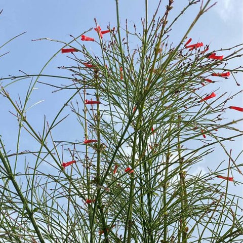 Firecracker Red (Russelia Equisetiformis) - Bird of ParadiseUSA - 3 Gallon