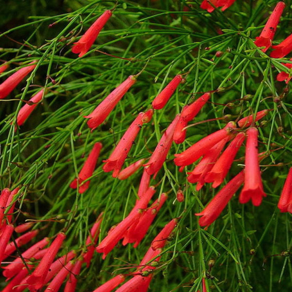 Firecracker Red (Russelia Equisetiformis)